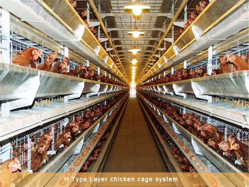 AUTOMATED POULTRY FARMING FOR LAYERS (EGG PRODUCTION)