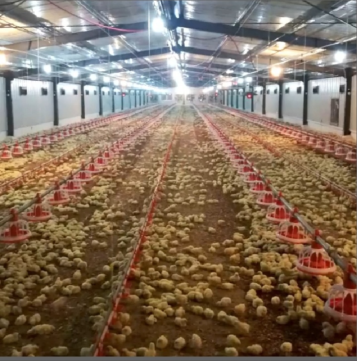AUTOMATED POULTRY FARMING BROILERS (MEAT PRODUCTION)